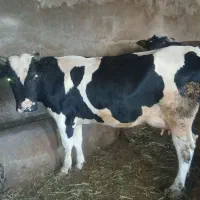 گاو شیری|حیوانات|سراب, |دیوار