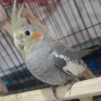 عروس هلندی نرو ماده|پرنده|ماهدشت, |دیوار