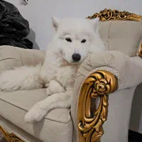 فروش سگ خونگی|سگ|ایلام, |دیوار