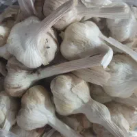 سیر مغزدار
