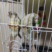 سه عدد گرینچیک یک ساله