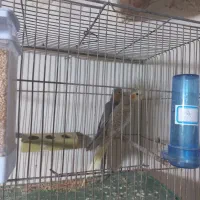 جوجه عروس هلندی