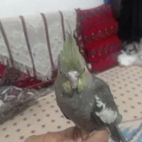 عروس هلندی