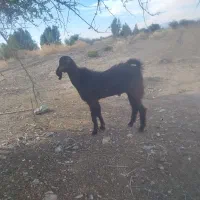 فروشی|حیوانات مزرعه|بلوک, |دیوار