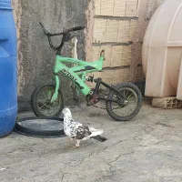 کبوتر سوسکی. نر