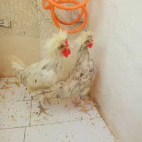 خروس  محلی لهستانی