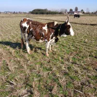 گاوباگوسالهنر