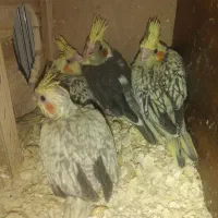 عروس هلندی یک ماه