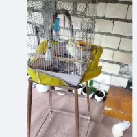 عروس هلندی مرغ عشق|پرنده|لاهیجان, شقایق|دیوار