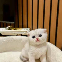 گربه اسکاتیش سیلور