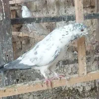 کفتر|پرنده|قم, آزادگان|دیوار