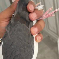 دوکت ماده|پرنده|شاهین‌شهر, عطار|دیوار