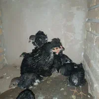 مرغ با جوجه