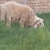بره قوچی