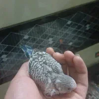 جوجه مرغ عشق سرلاکی