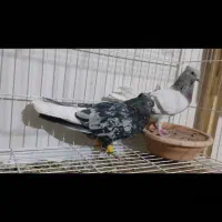 کبوتر سرور دمسفید فروشی