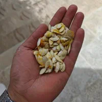 تخمه کدو آجیلی
