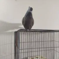 کفتر شهری دمبی