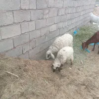سلام میش بره نری