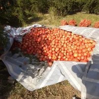 انار|خوردنی و آشامیدنی|کوهنانی, |دیوار