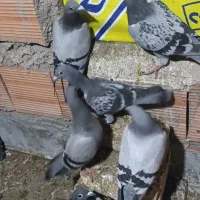 کبوتر آلمانی مسافتی همه سالم