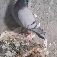 سبز وحشی نر