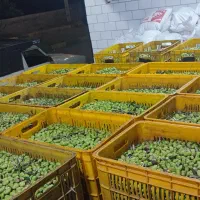 فروش زیتون و روغن زیتون بصورت کلی و جزعی|خوردنی و آشامیدنی|رودبار, |دیوار