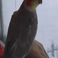 عروس هلندی محدوده کارشناسان گمشده