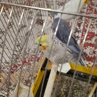 عروس هلندی درجه یک