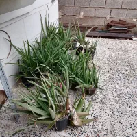 گلدان الورا