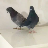 کبوتر|پرنده|مهاجران, |دیوار