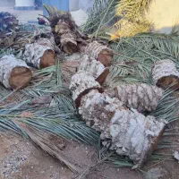 قطع نخل رایگان