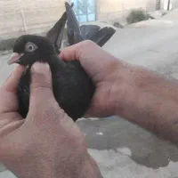 سیاه آبادانی|پرنده|بندر ماهشهر, |دیوار