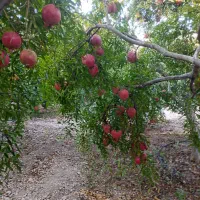 فروش انار اشکفتو|خوردنی و آشامیدنی|رستاق, |دیوار