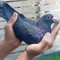جفت کفتر کلاغ گوئک