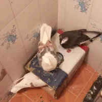 کفتر|پرنده|بروجرد, |دیوار