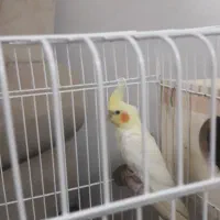 عروس هلندس ماده معاوضه با عروس گلباقلی وحشی