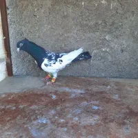 کبوتر رنگی پرنده|حیوانات|قزوین, |دیوار