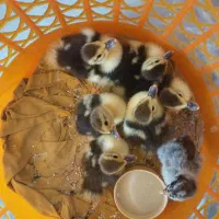 جوجه اردک اسراییلی روسی،تخم مرغ محلی،تخم بوقلمون|حیوانات مزرعه|اصفهان, ارغوانیه|دیوار