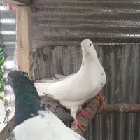 کبوتر|پرنده|سیاهکل, |دیوار