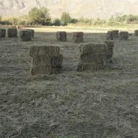 پرس کلش برنج|لوازم جانبی حیوانات|تاکستان, |دیوار