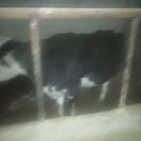 گاو و گوساله هلشتاین|حیوانات مزرعه|سردرود, |دیوار