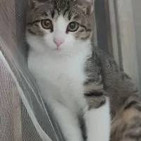 گمشده (گربه)