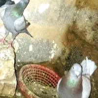 اوغون پلاکی و جوجه سبز خطی اوغون میدم به ضمانت تخم