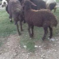 ۵راس میش وبره