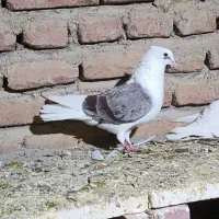 کبوتر پشدار