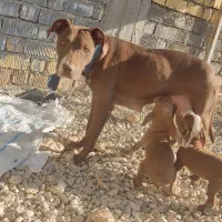 پیتبول ماده جوان خوشکل و خون خالص|سگ|شیراز, درکی|دیوار