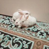 خرگوش