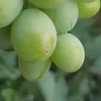 غوره محلی ارگانیک