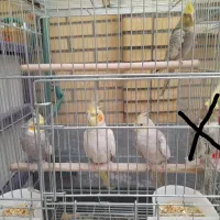 ۵ عدد عروس هلندی . سالم سالم